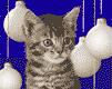 le chat dans la luùmiére