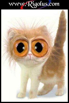 LE CHAT AU GROS YEUX