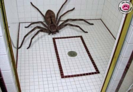l'araigné