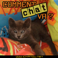 comment chat va ???