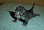 le chat fais des pompe